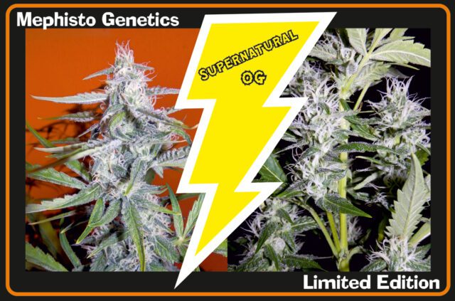 Supernatural OG Auto Feminized Seeds