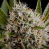 Buy Lithium OG Kush Regular Seeds by Nirvana in America - Image 2