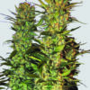Lithium OG Kush Feminized Seeds
