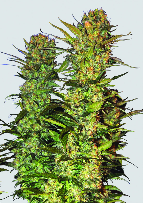 Lithium OG Kush Regular Seeds