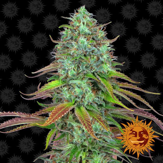 LSD Auto Feminized Seeds