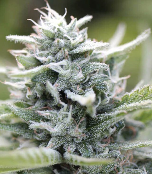 Magic Melon Auto Feminized Seeds