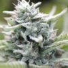 Magic Melon Feminized Seeds