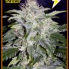 Buy 24 Carat Auto Feminized Seeds by Mephisto Genetics in America - Image 2