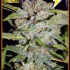 Buy Sour Crack Auto Feminized Seeds by Mephisto Genetics in America - Image 2