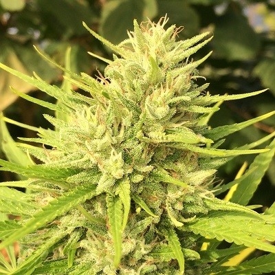 Malawi x Panama Feminized Seeds