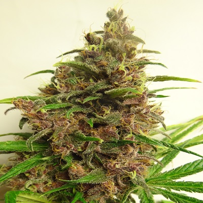 Malawi x PCK Feminized Seeds