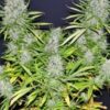 Malawi Regular Seeds - Breeders Pack
