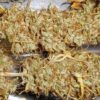 Buy Malawi Regular Seeds - Breeders Pack by Ace Seeds in America - Image 2