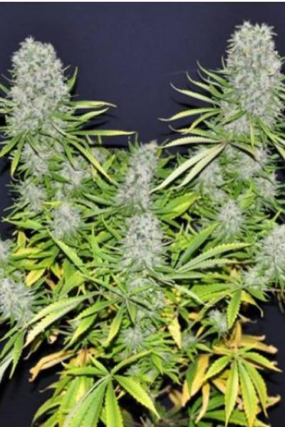 Malawi Regular Seeds - Breeders Pack