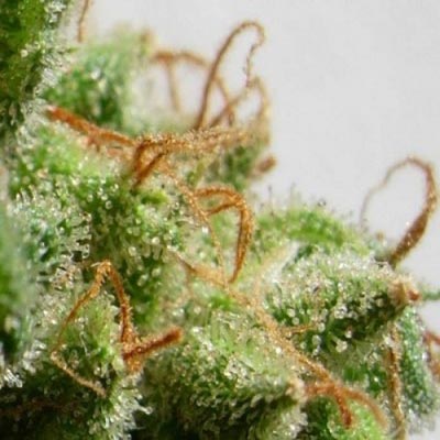 Malawi Feminized Seeds