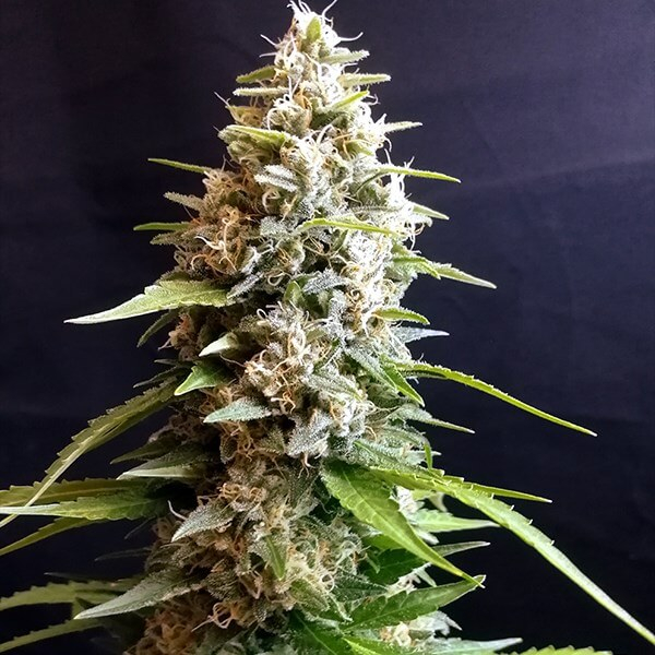 Maltezerz Feminized Seeds