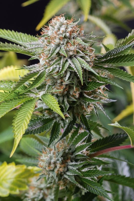 Mango Sapphire Feminized Seeds