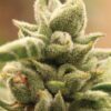 Mango Sherbert Regular Seeds