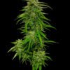 Mango Sherbert Auto Feminized Seeds