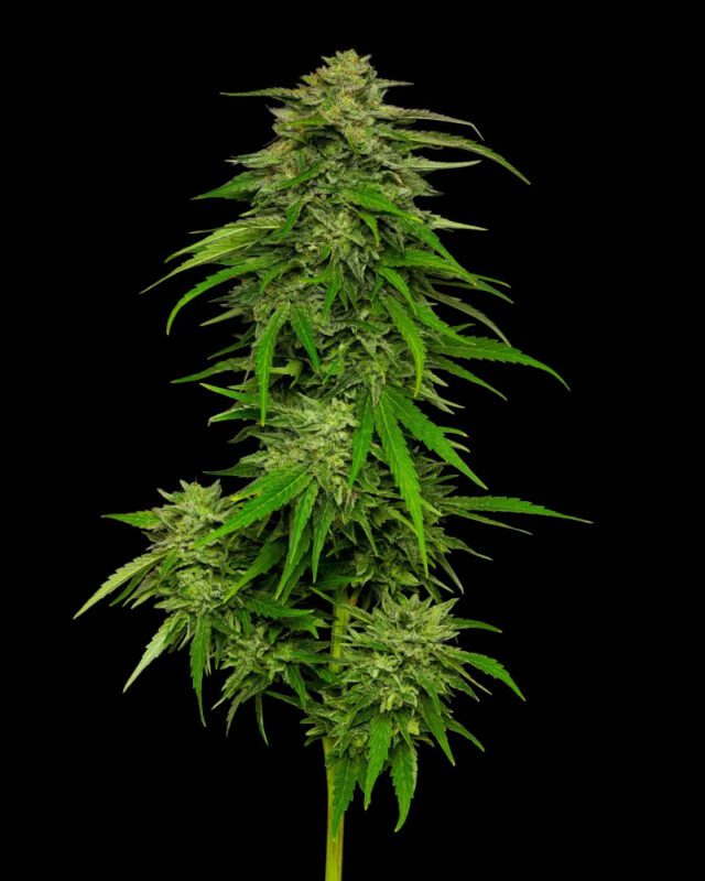 Mango Sherbert Auto Feminized Seeds