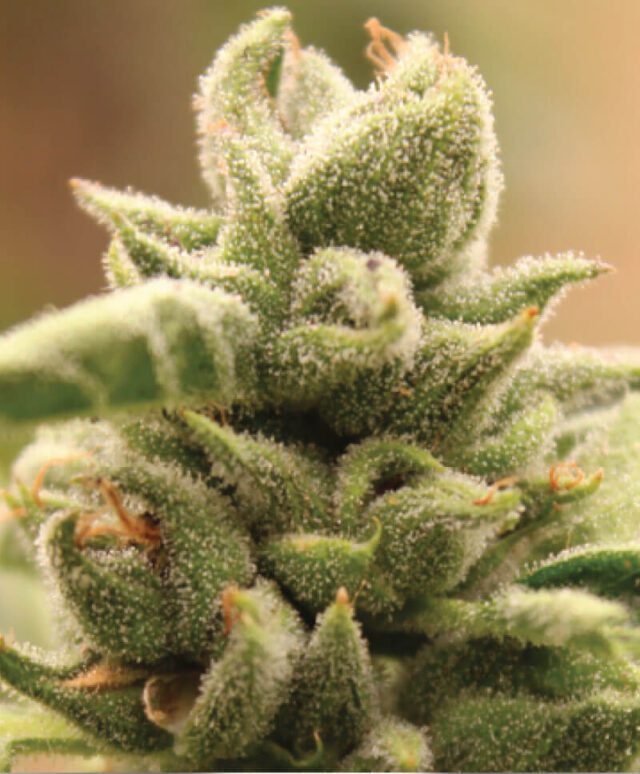 Mango Sherbert Feminized Seeds