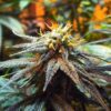 Buy Mango Skunk Feminized Seeds by Nirvana in America - Image 2