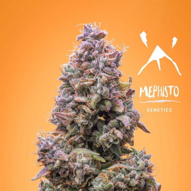 Mango Smile Auto Feminized Seeds