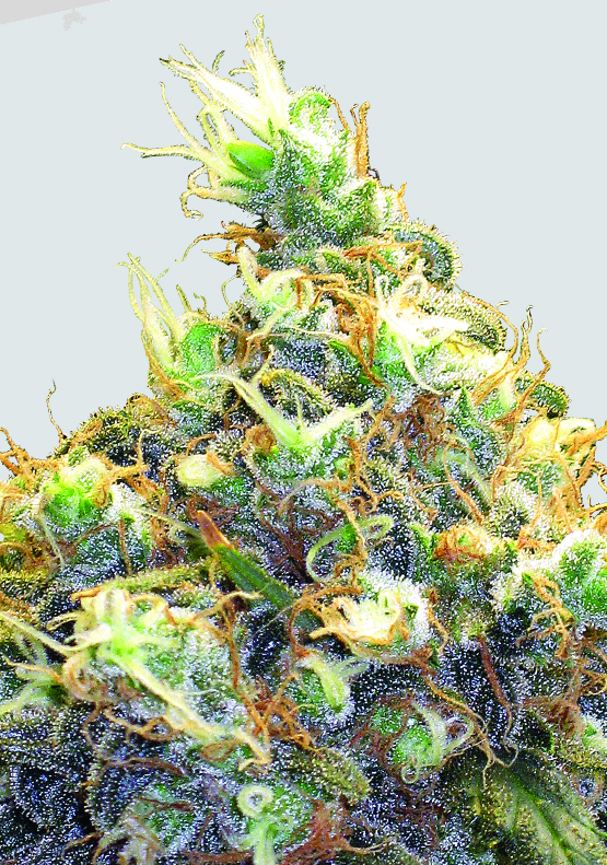 Mango Skunk Regular Seeds