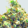 Mango Skunk Feminized Seeds