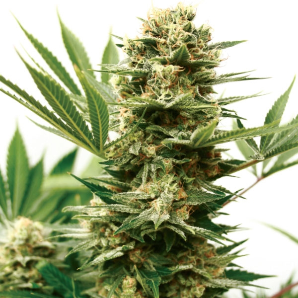 Mass Shooter Auto Feminized Seeds