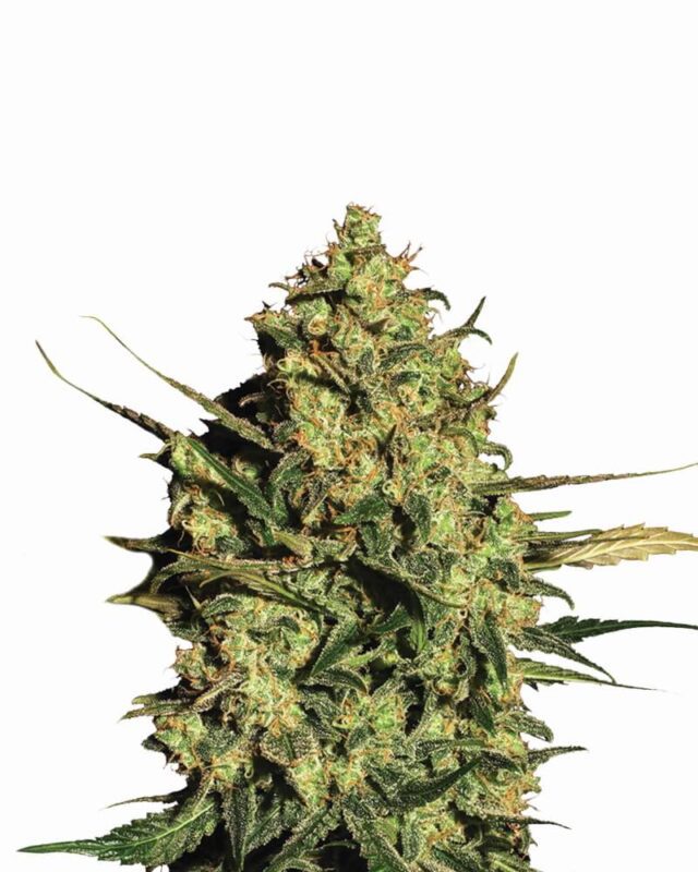 Master Kush Auto Feminized Seeds