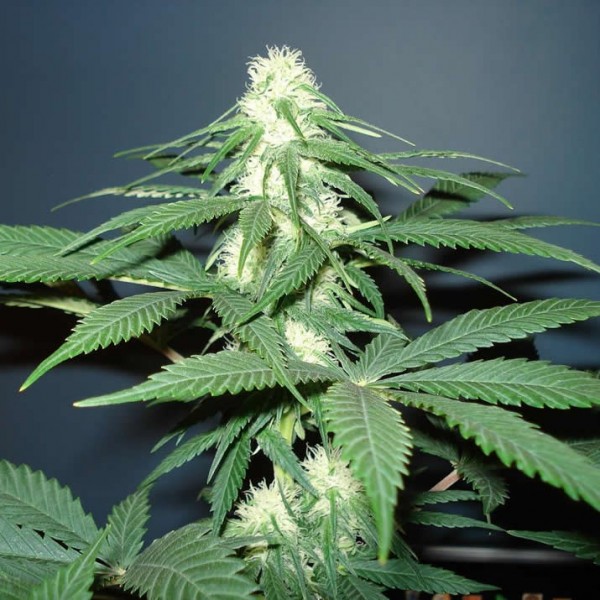 Master Kush Feminized Seeds