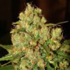 Buy Master Kush Feminized Seeds by Nirvana in America - Image 2