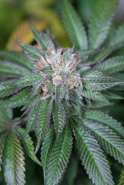 Master Kush Feminized Seeds