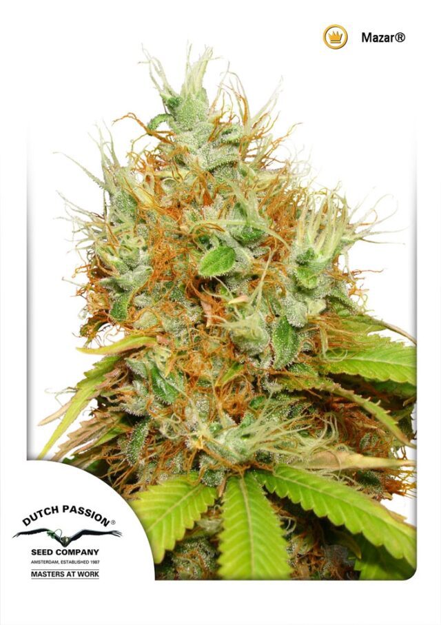 Mazar Regular Seeds