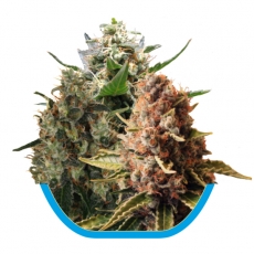 Medical Mix CBD Feminized Seeds Medical Mix CBD Feminized Seeds