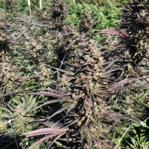 Mendo Candy FAST Feminized Seeds