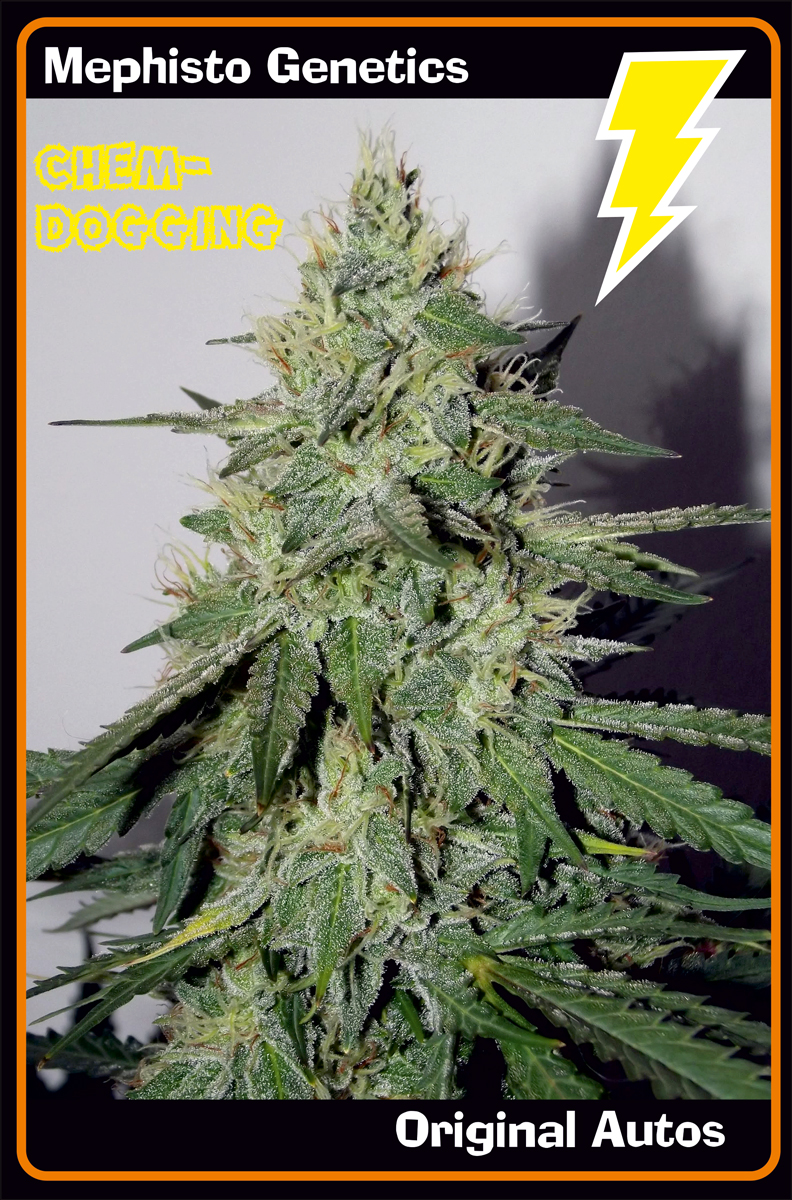 Chemdogging Auto Feminized Seeds Chemdogging Auto Feminized Seeds
