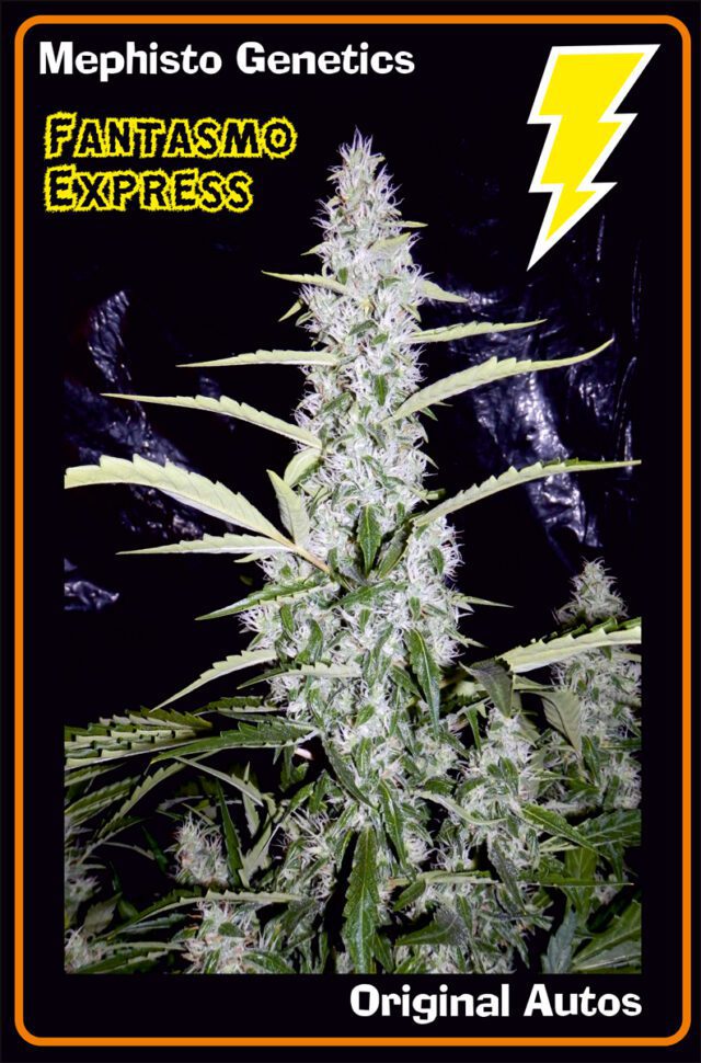 Fantasmo Express Auto Feminized Seeds