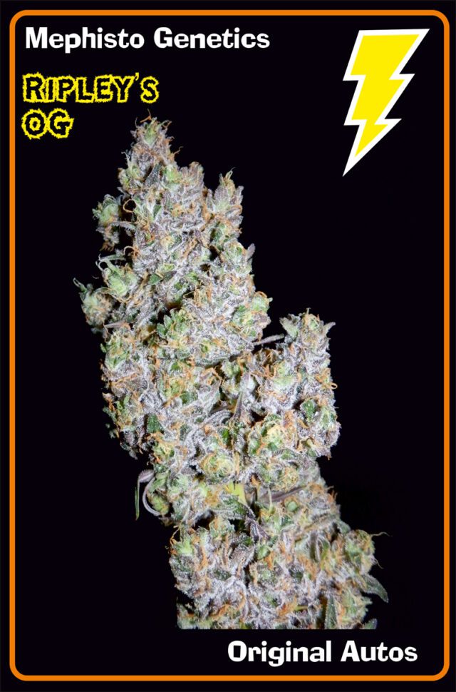 Ripley's OG Auto Feminized Seeds