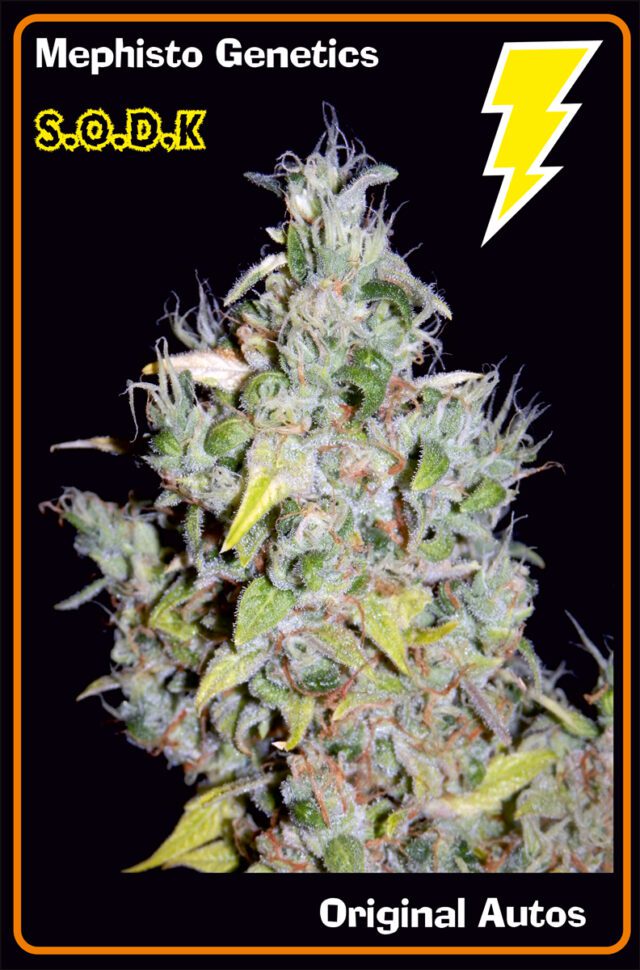 S.O.D.K Auto Feminized Seeds