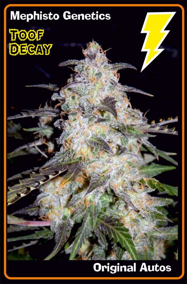 Toof Decay Auto Feminized Seeds