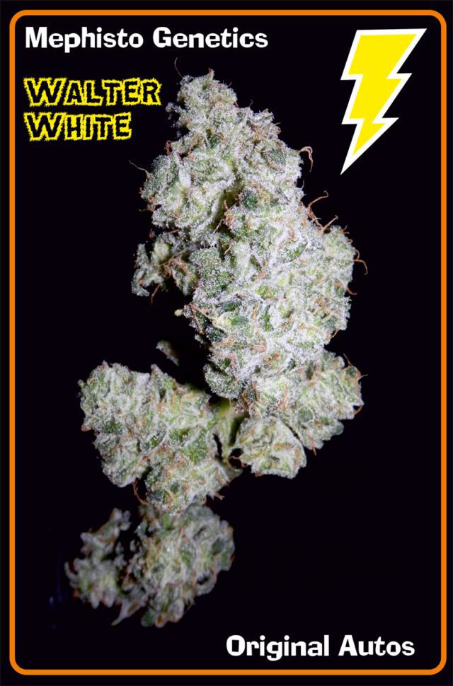 Walter White Auto Feminized Seeds