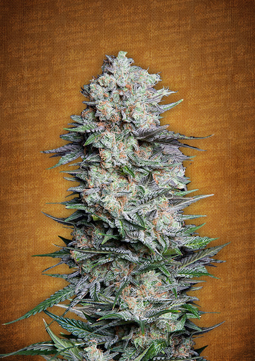 Mexican Airlines Auto Feminized Seeds