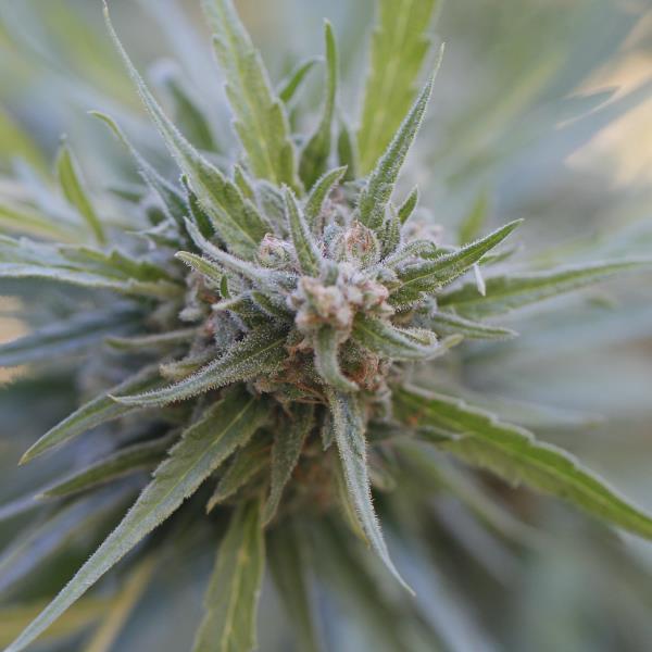 Midnight Kush Feminized Seeds