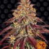 Mimosa x Orange Punch Auto Feminized Seeds