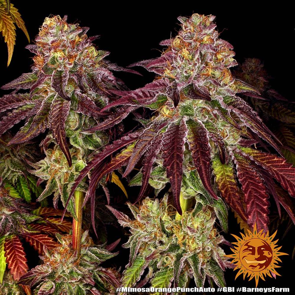 mimosa-x-orange-punch-auto-2