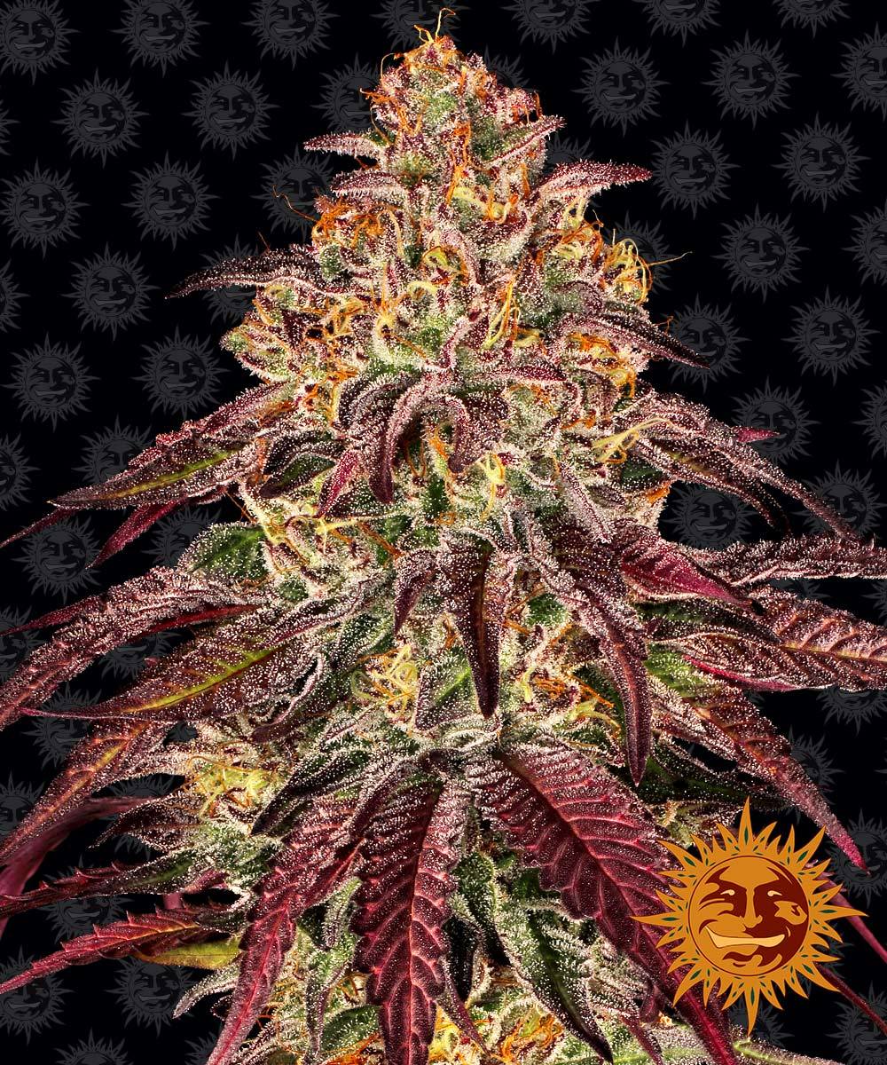 Mimosa x Orange Punch Auto Feminized Seeds Mimosa x Orange Punch Auto Feminized Seeds