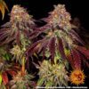 Mimosa x Orange Punch Auto Feminized Seeds