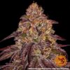 Mimosa x Orange Punch Auto Feminized Seeds