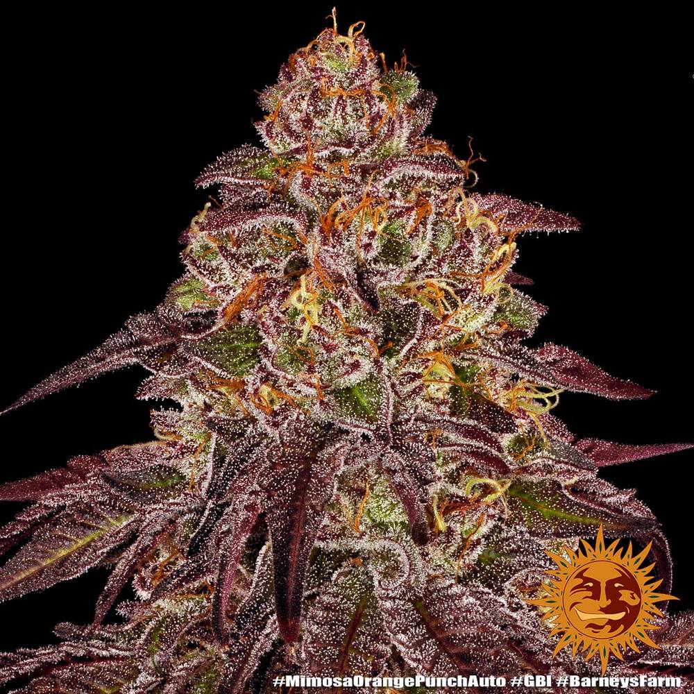 Mimosa x Orange Punch Auto Feminized Seeds