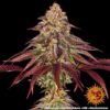 Mimosa x Orange Punch Auto Feminized Seeds