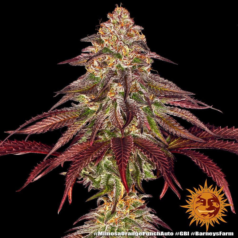 Mimosa x Orange Punch Auto Feminized Seeds