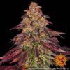 Mimosa x Orange Punch Auto Feminized Seeds